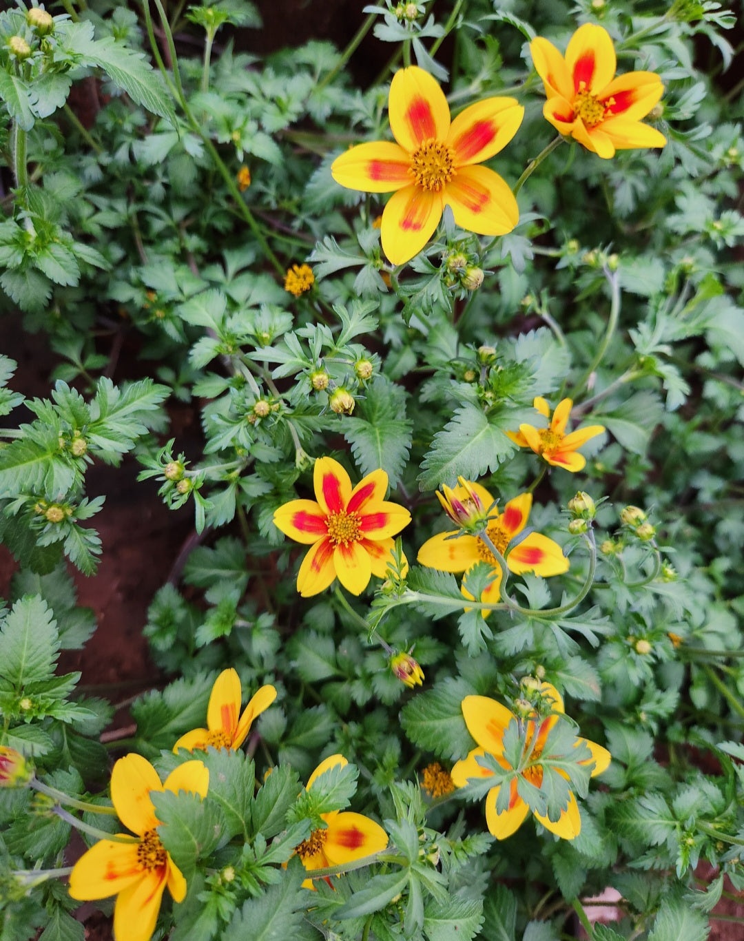 Bidens