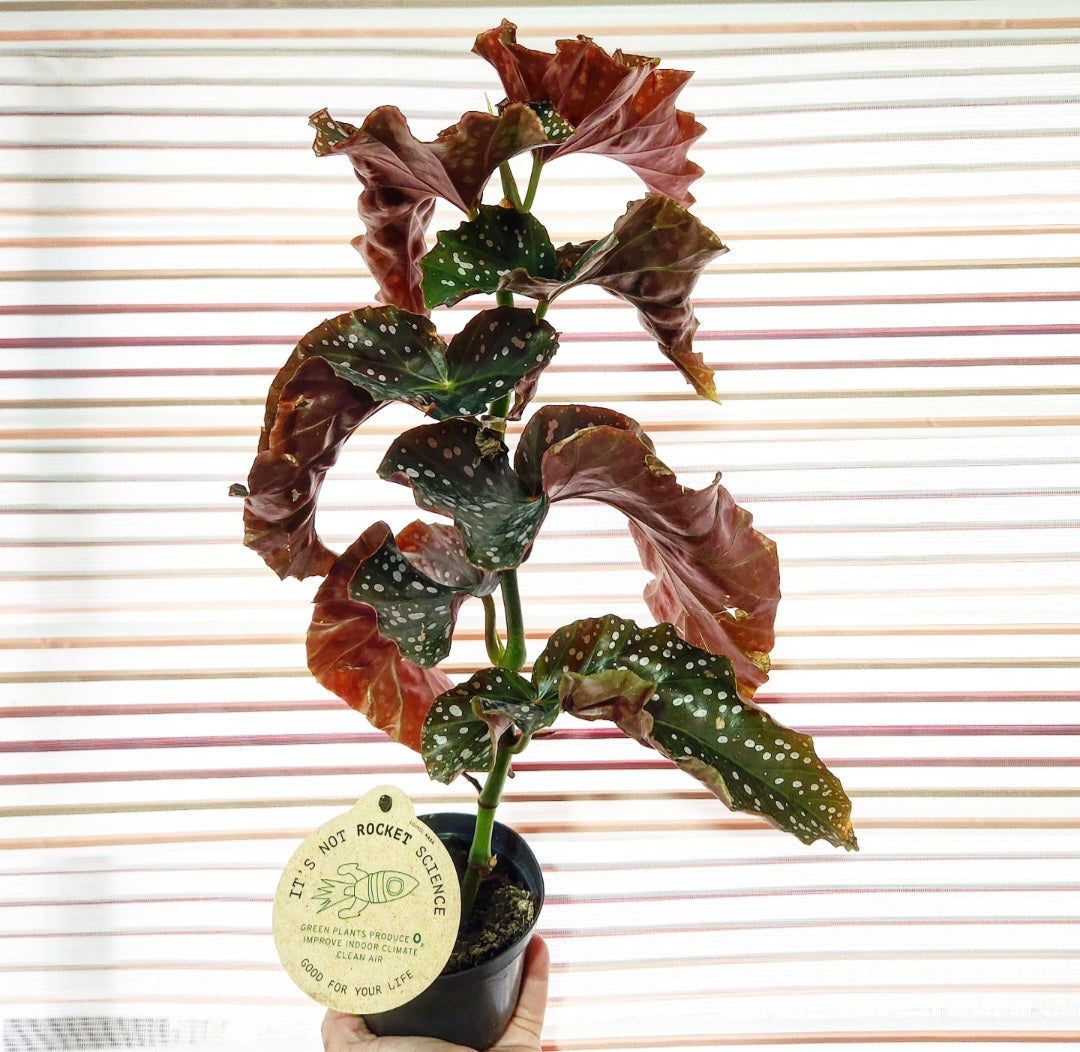 Begonia maculata cracklin rosie