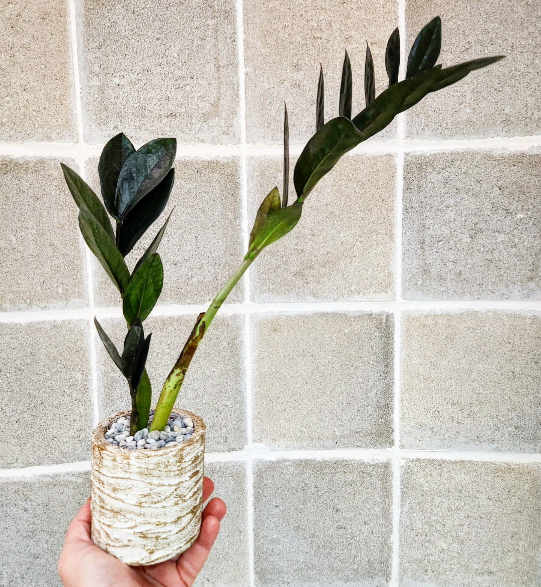 Zamioculcas zamiifolia black raven