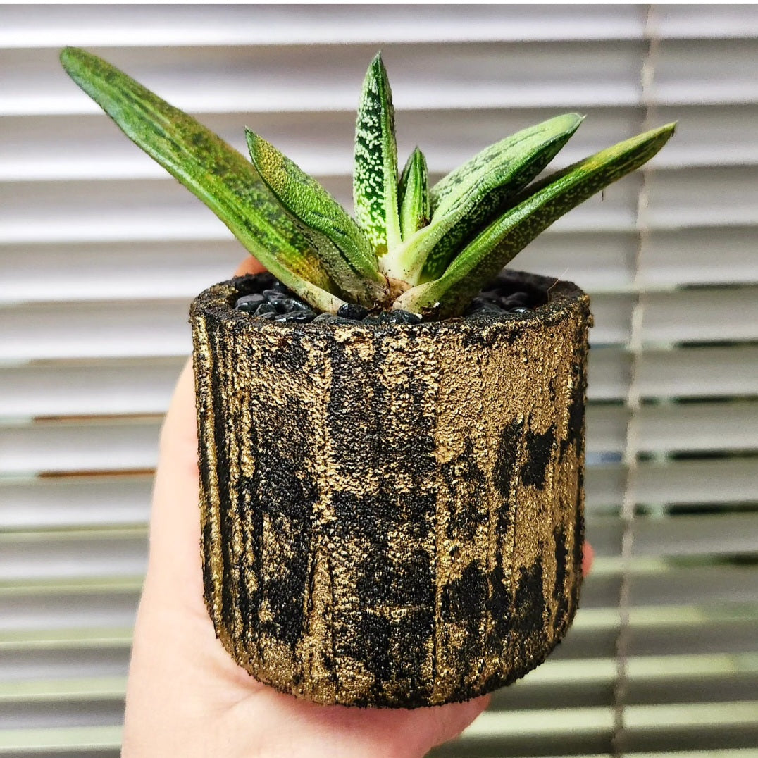 Gasteria little warty