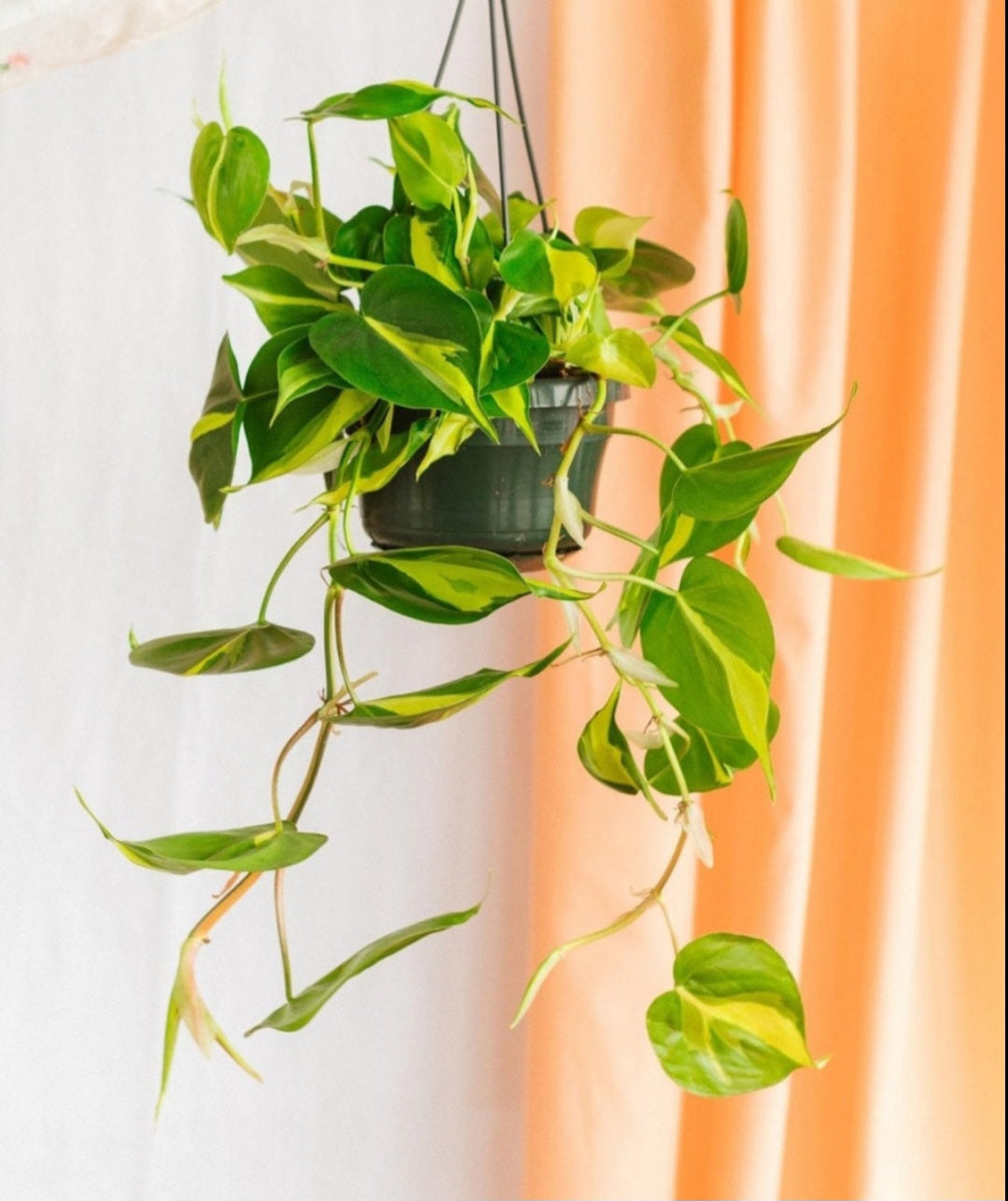 Philodendron brasil