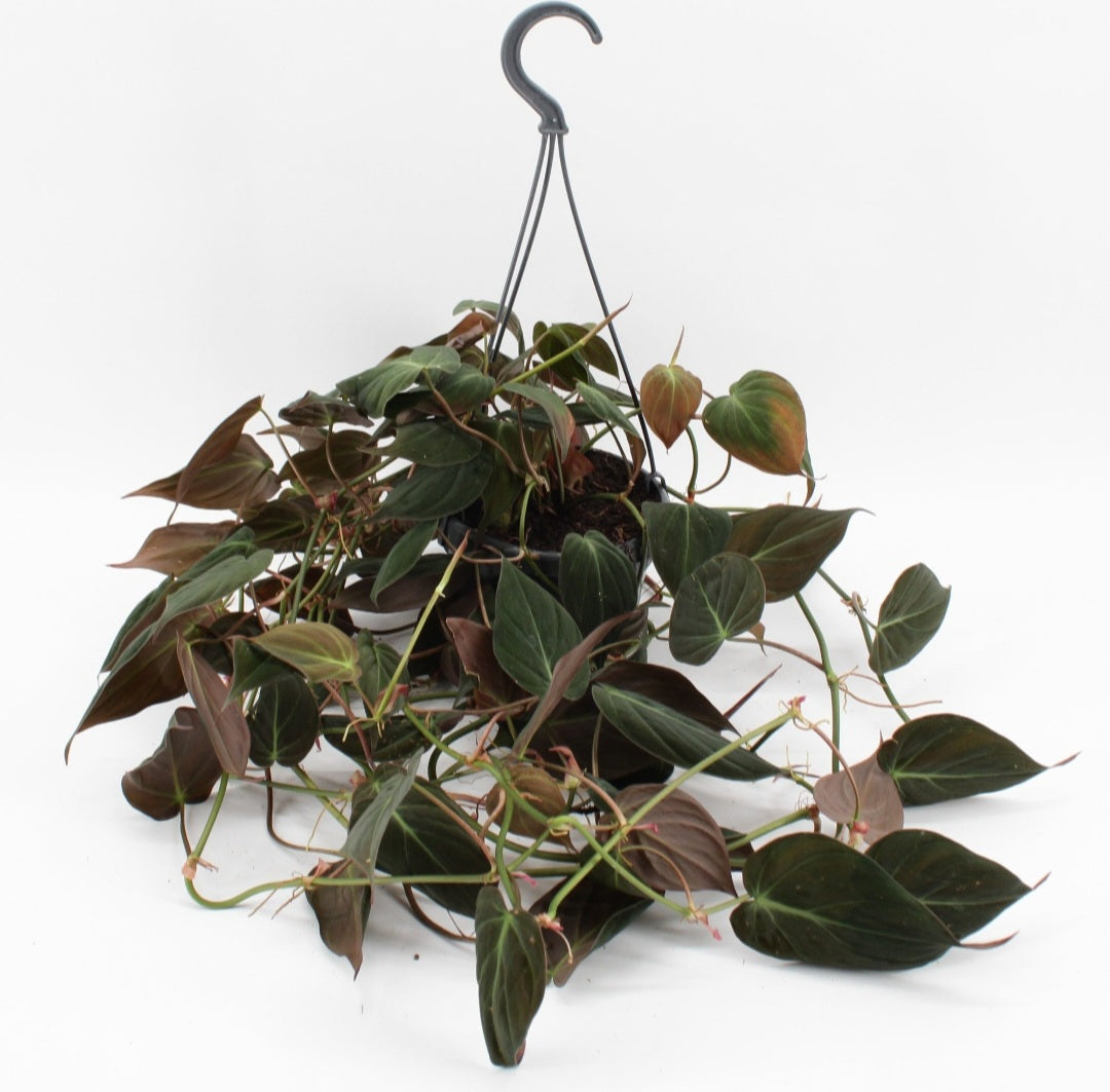 Philodendron micans