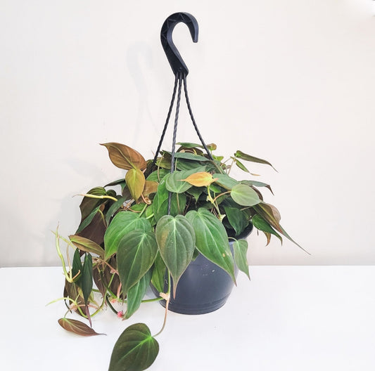 Philodendron micans