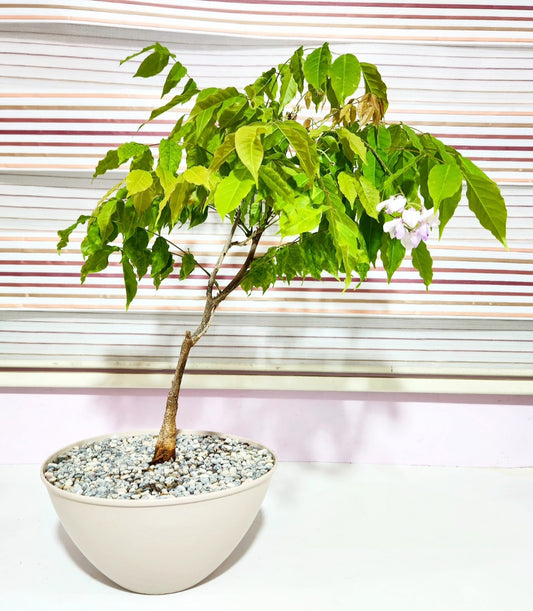 Bonsaï wisteria (glycine)