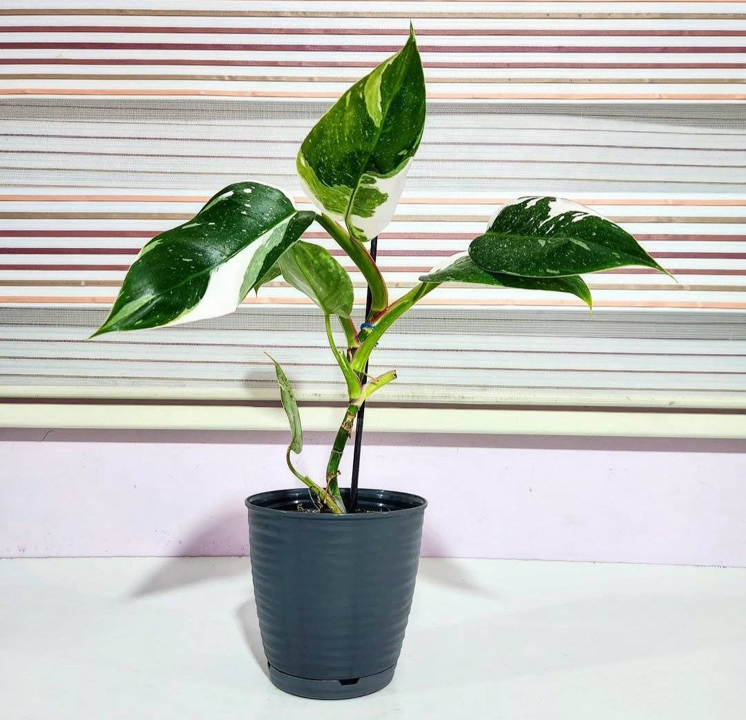 Philodendron white princess black spots