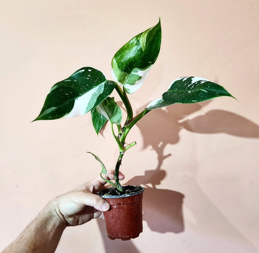 Philodendron white princess black spots