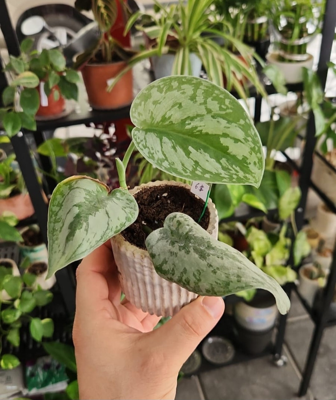 Scindapsus exotica