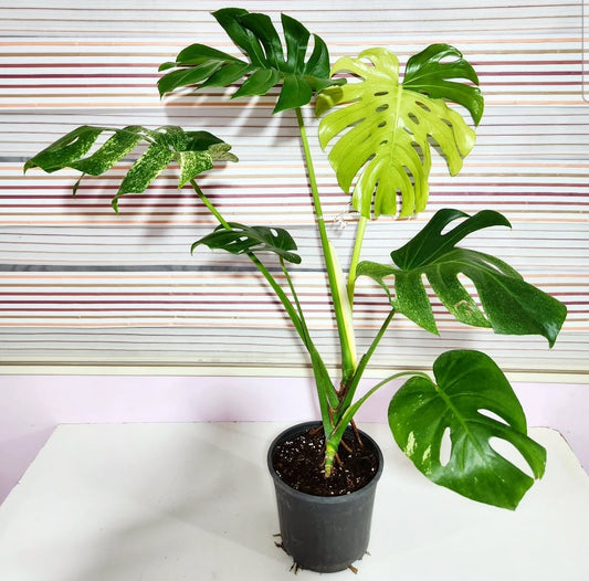 Monstera green on green