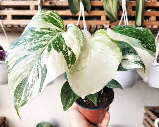 Monstera variegata albo snow white