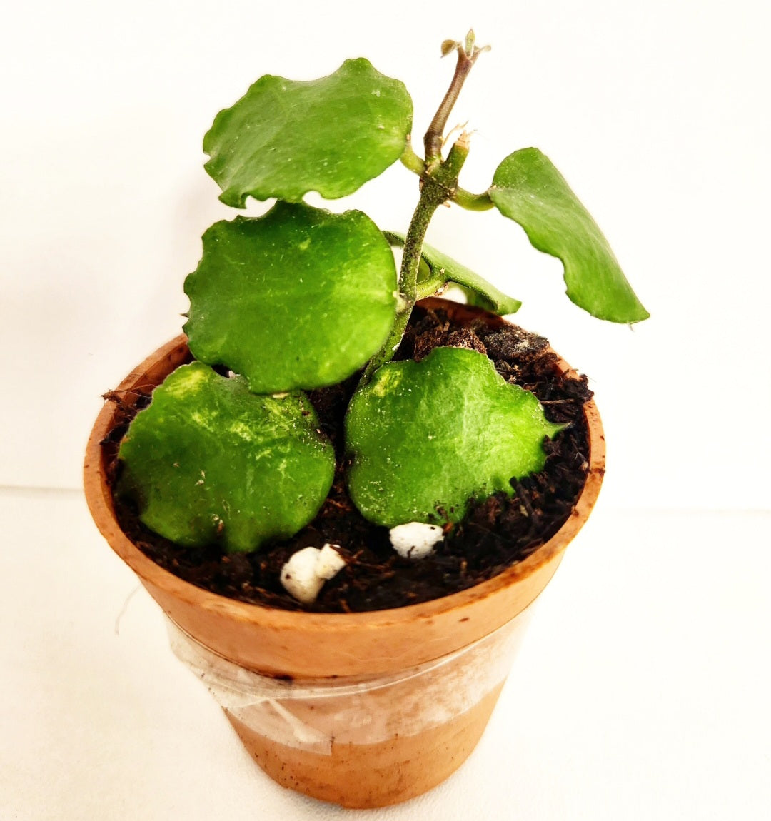 Hoya endauensis