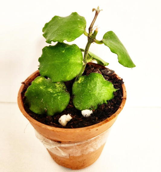 Hoya endauensis