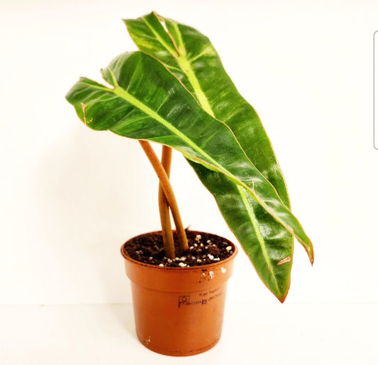Philodendron billietiae