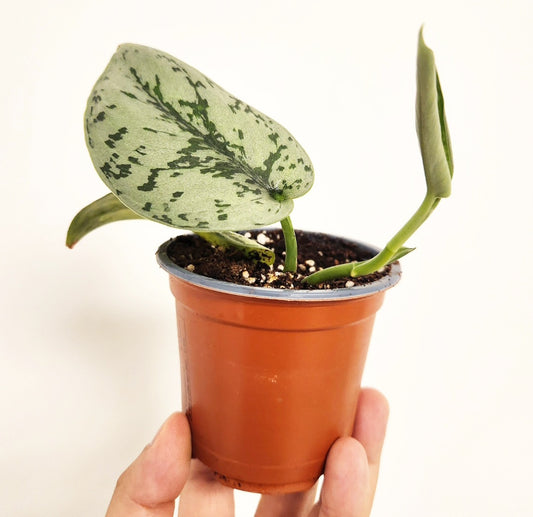 Scindapsus silver lady