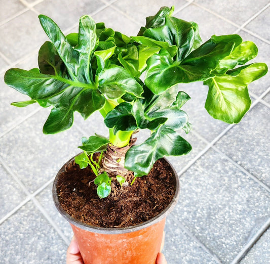 Philodendron thaumatophyllum selloum atlantis