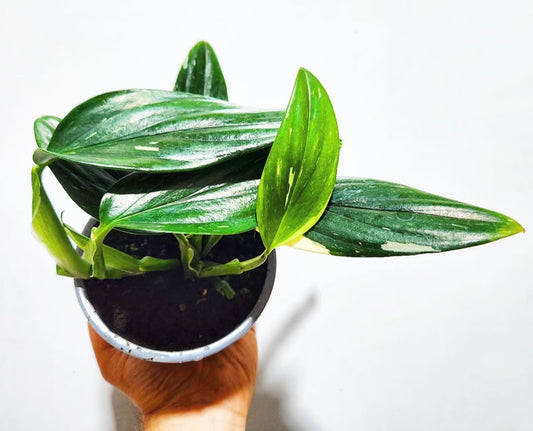 Monstera standleyana variegata albo