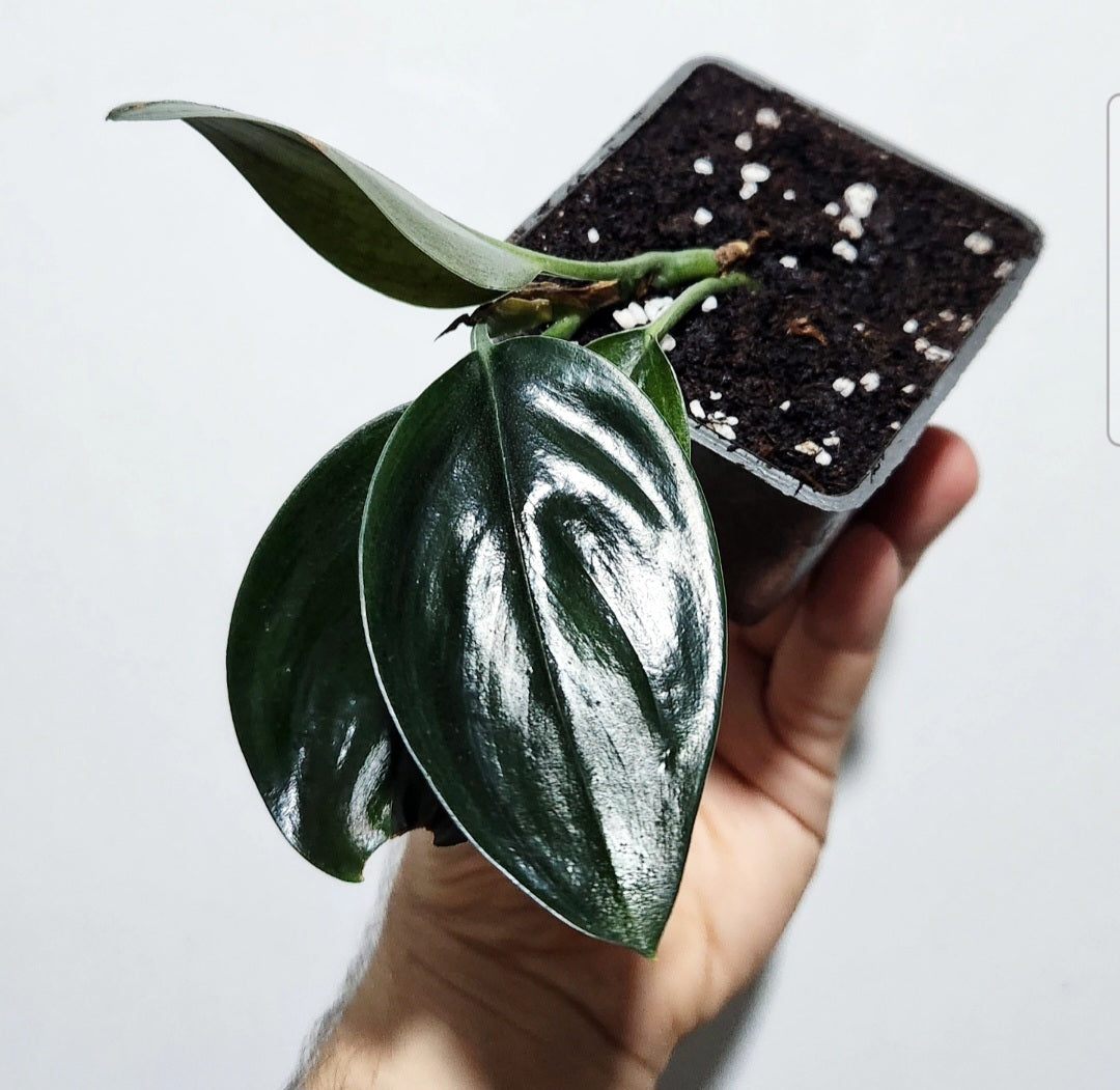 Scindapsus treubii dark form