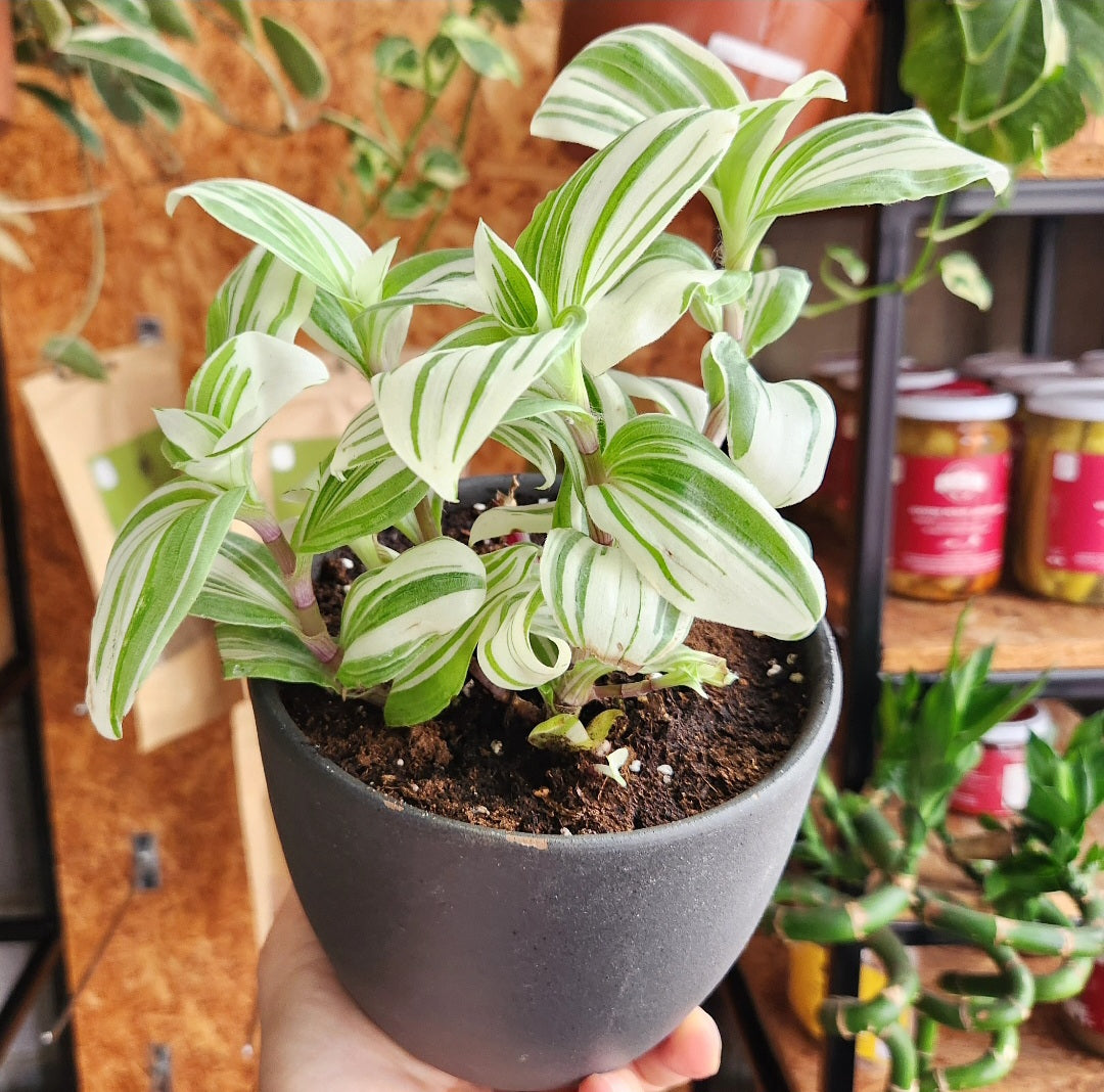 Tradescantia albiflora brightness