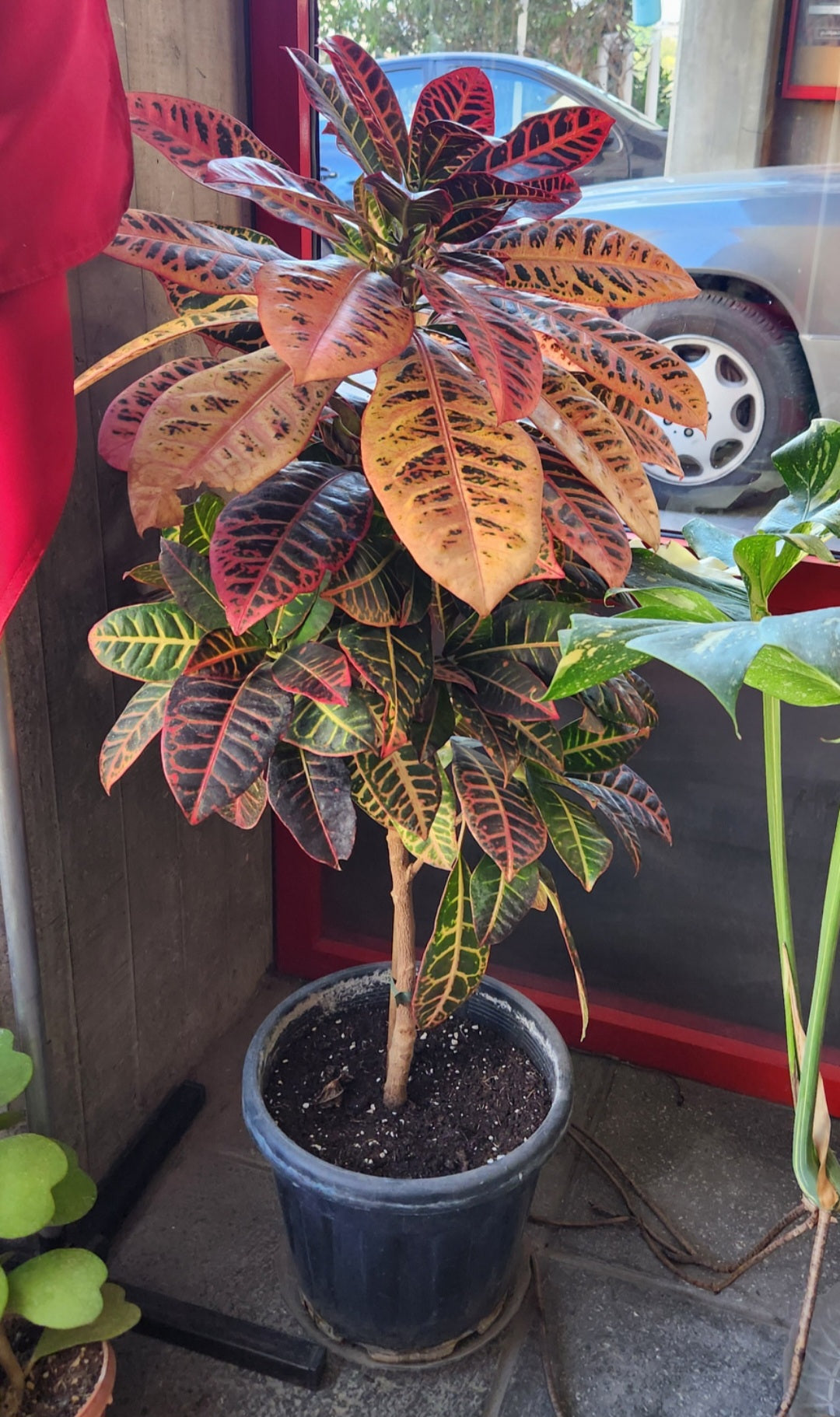 Croton