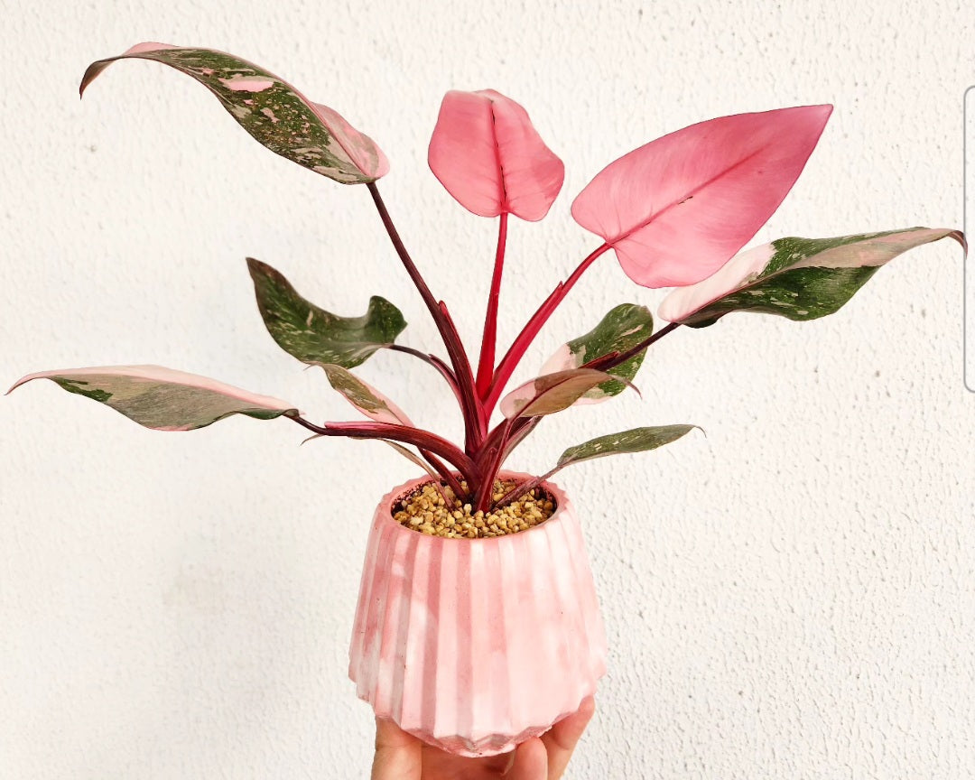 Philodendron pink marble