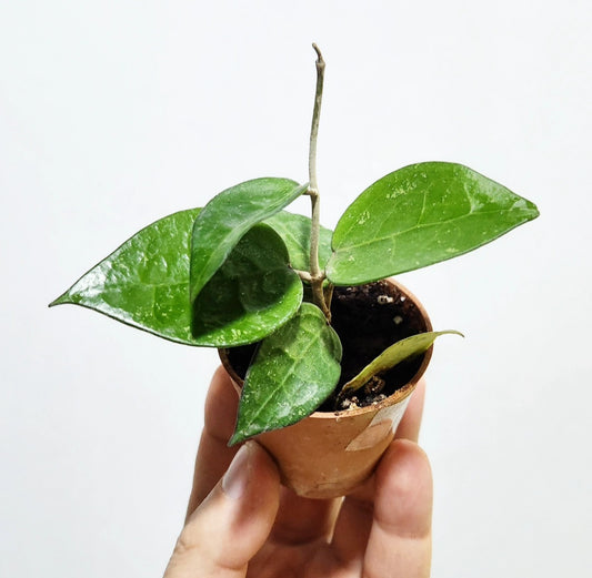 Hoya parasitica black edges
