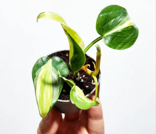 Philodendron rio
