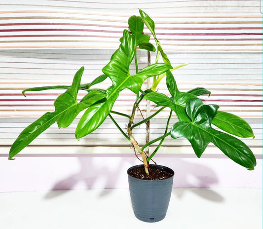 Philodendron bipennifolium