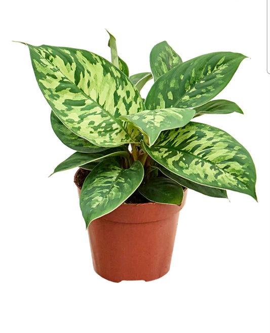 Homalomena wallisii camouflage