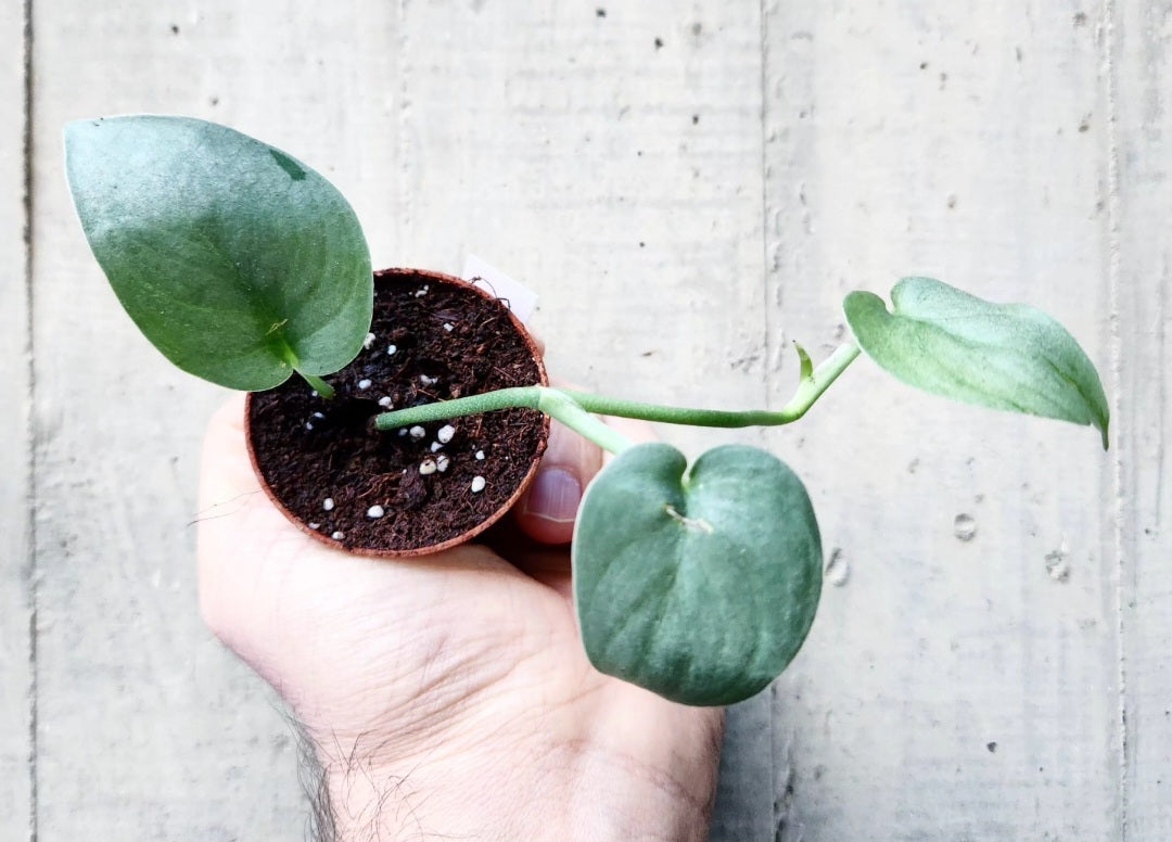 Scindapsus silver platinum