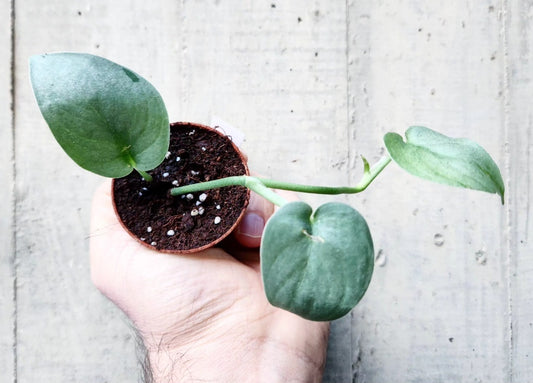 Scindapsus silver platinum