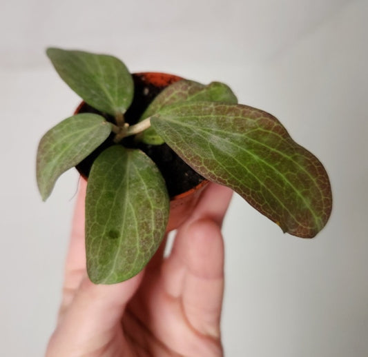 Hoya fitchii