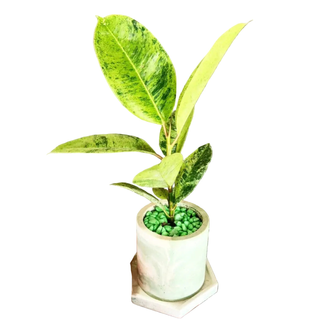 Ficus elastica shivereana