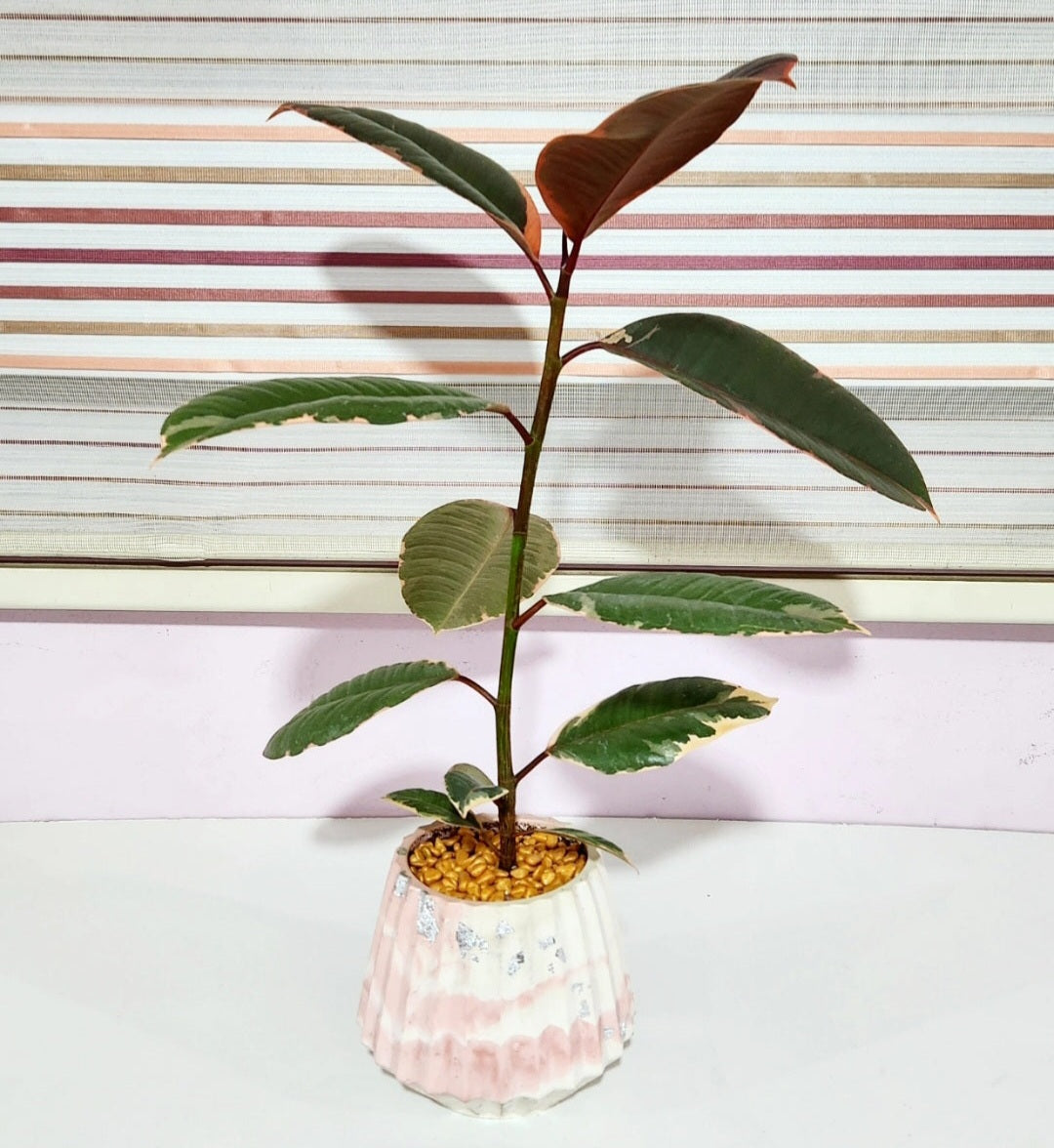 Ficus elastica belize ruby