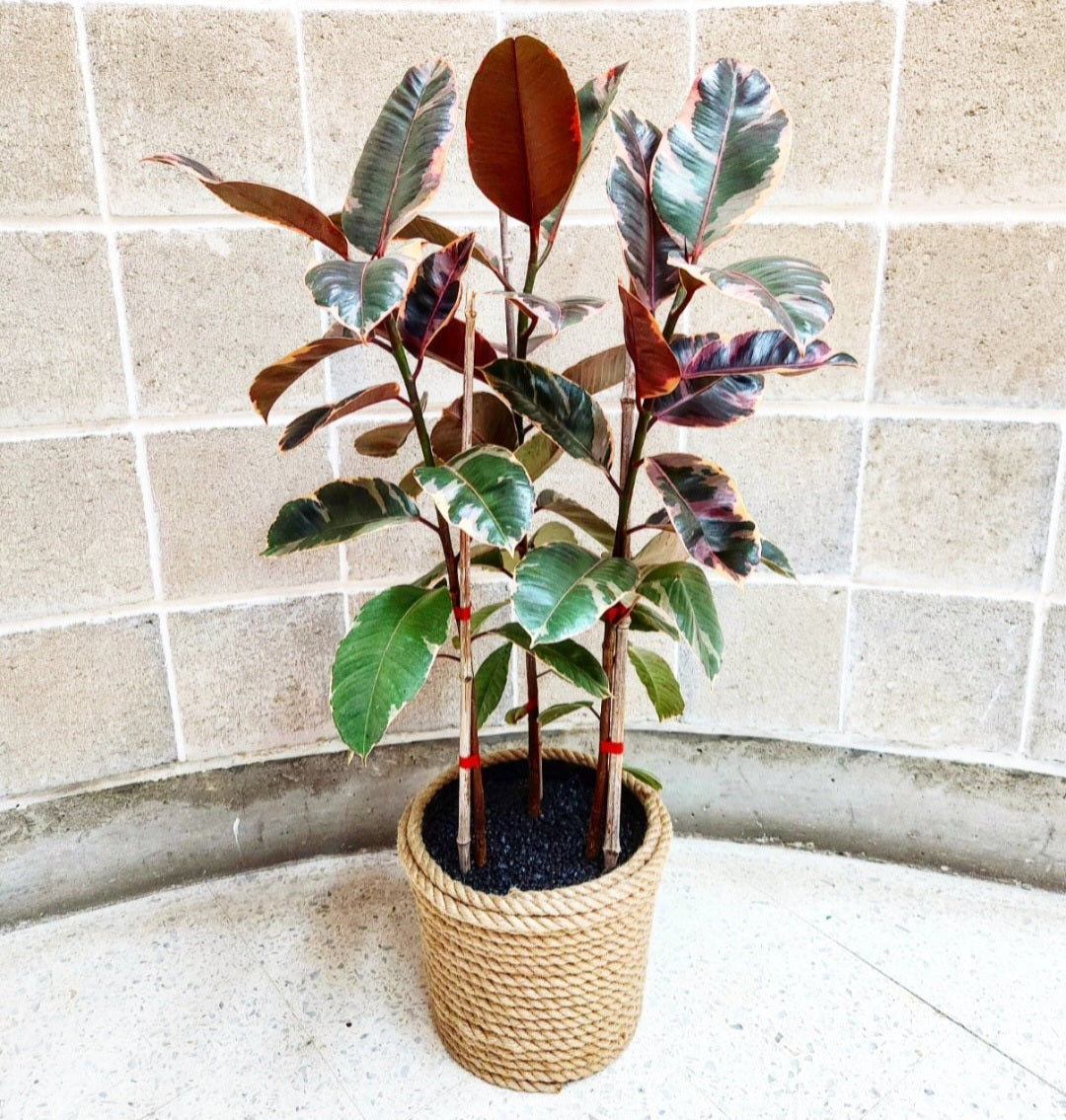 Ficus elastica belize ruby