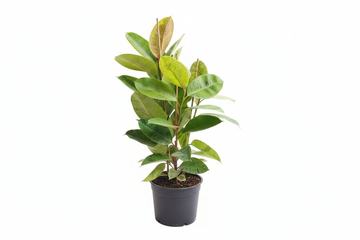 Ficus elastica shivereana