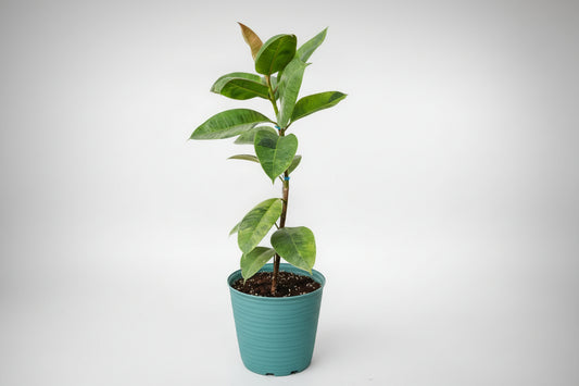Ficus elastica shivereana