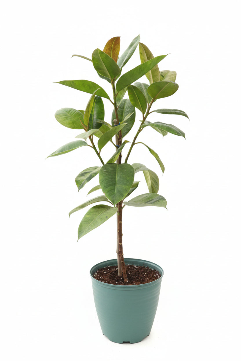 Ficus elastica shivereana