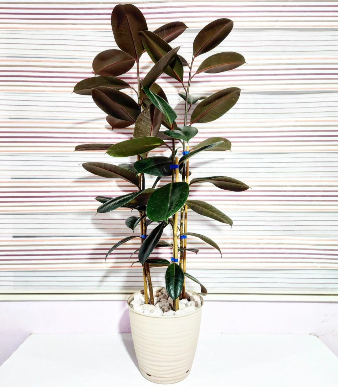 Ficus elastica burgundy