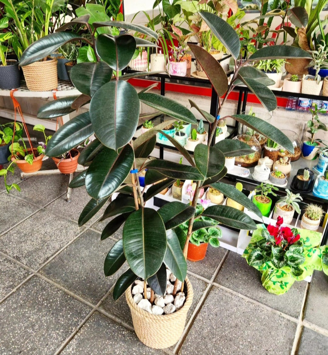 Ficus elastica burgundy