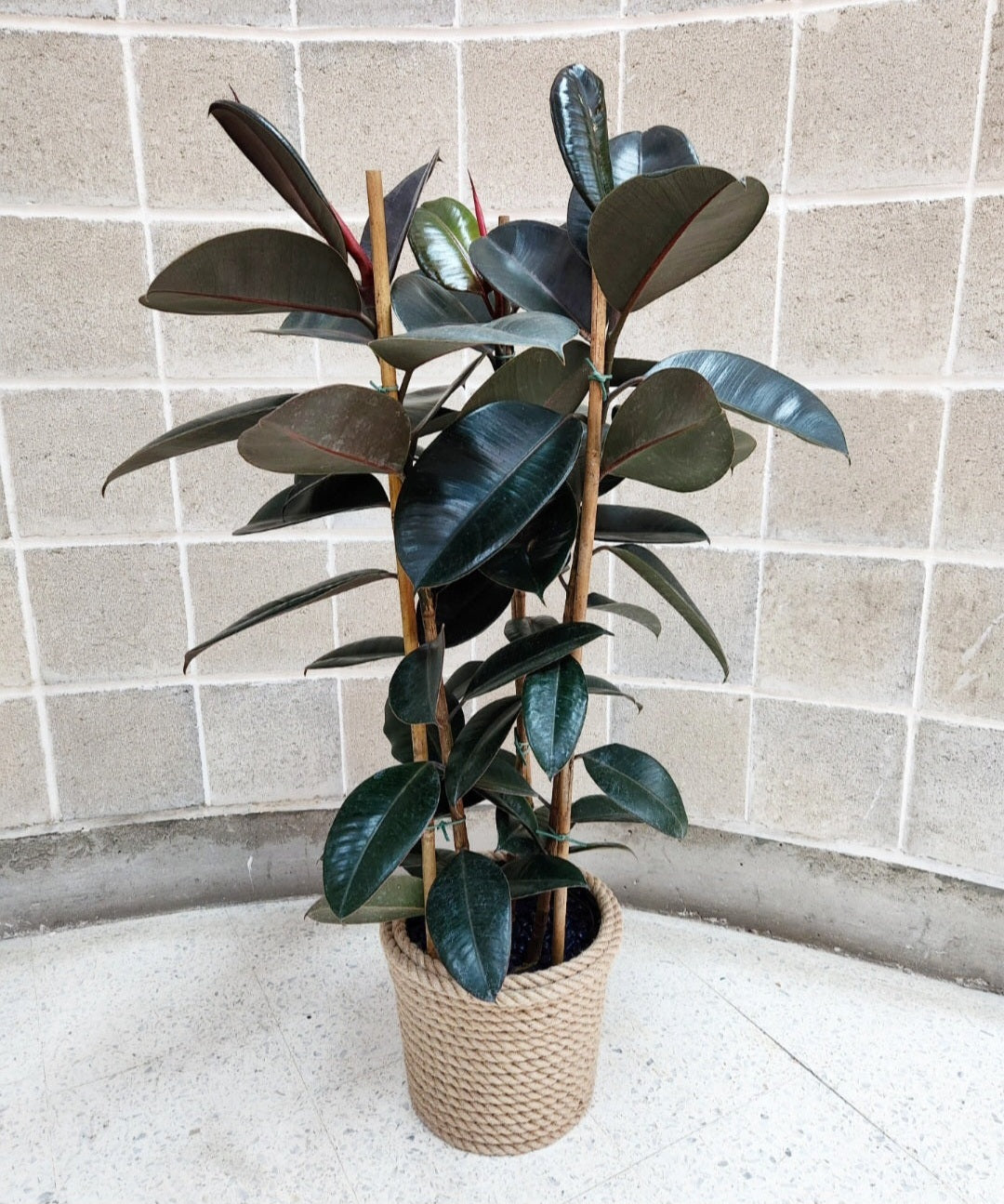 Ficus elastica burgundy