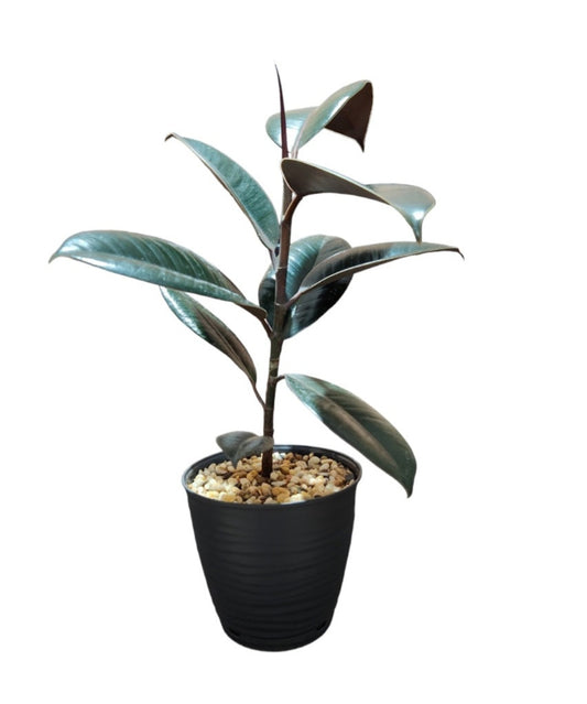 Ficus elastica burgundy