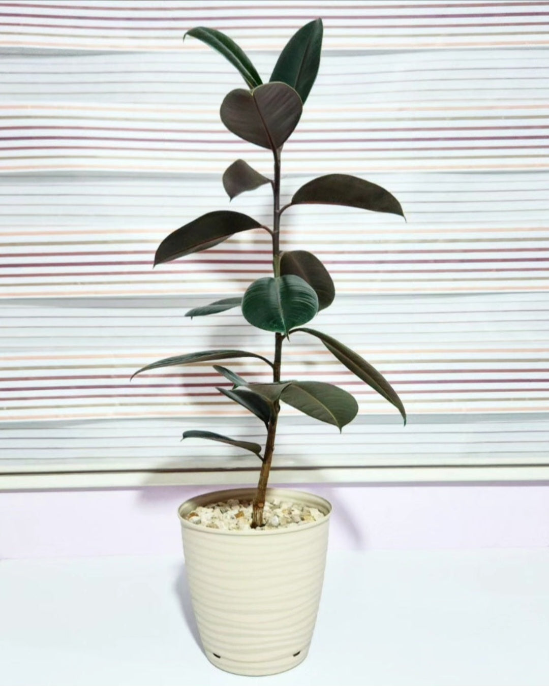 Ficus elastica burgundy
