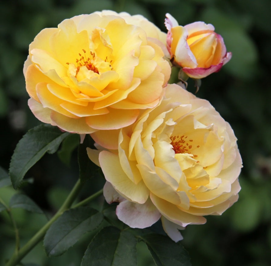 Rosier buisson
