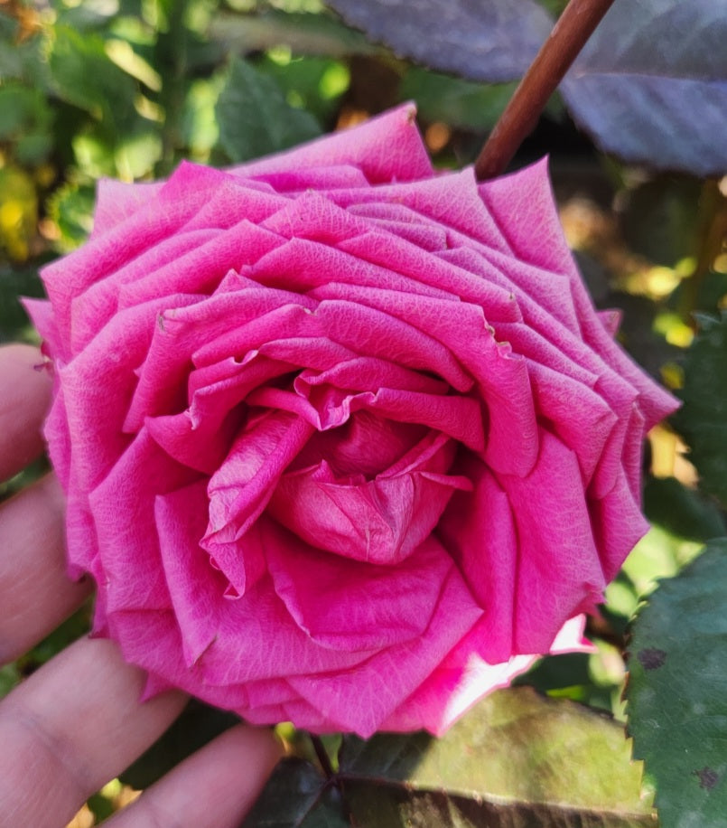 Rosier buisson