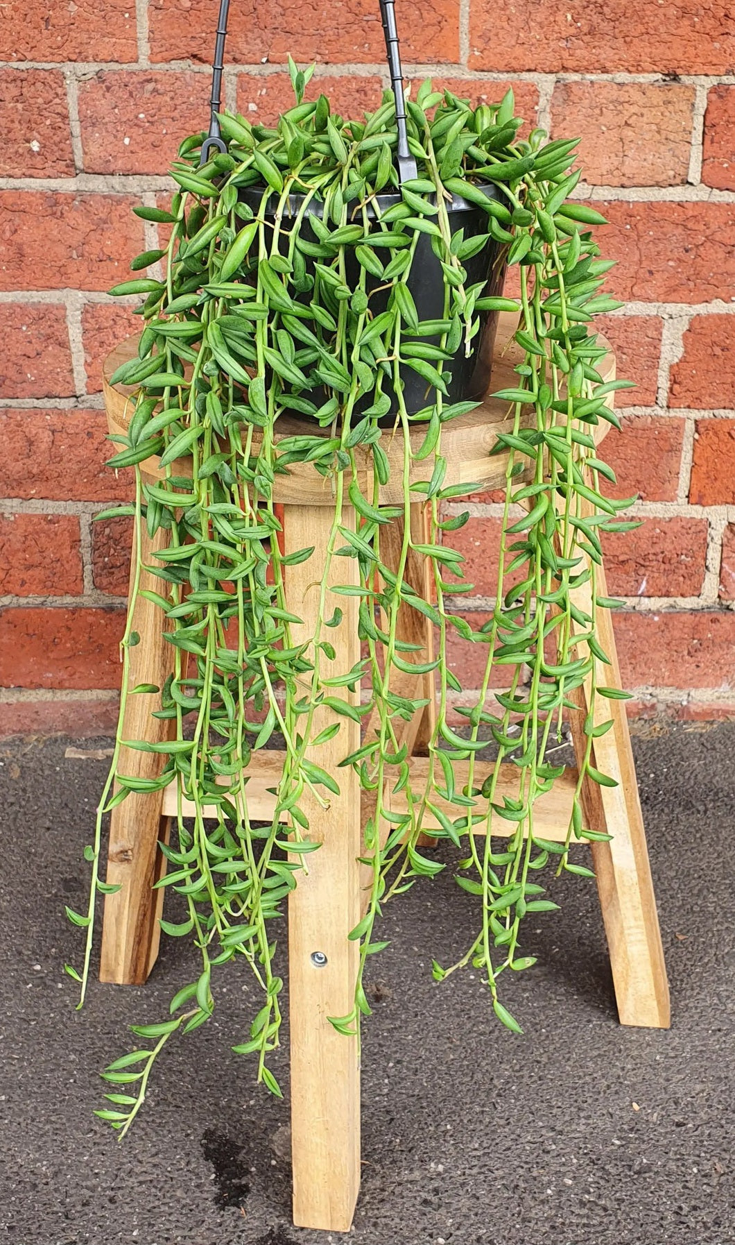 Senecio radicans