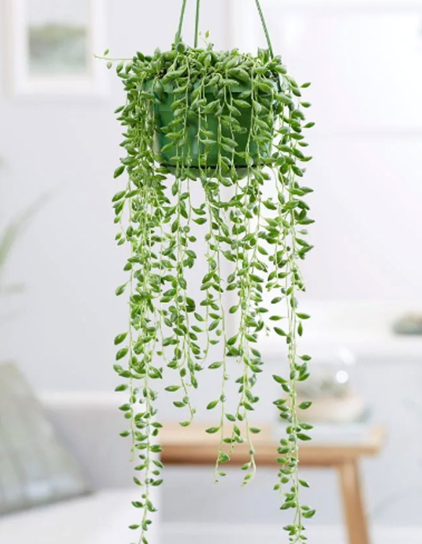 Senecio herreanus