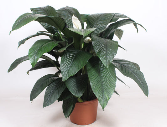 Spathiphyllum sensation