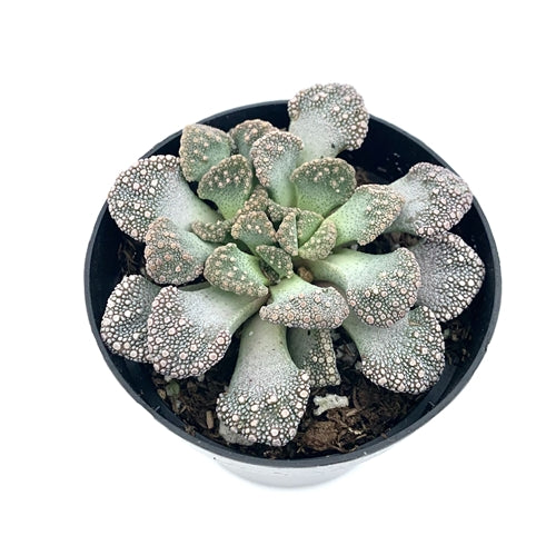 Titanopsis