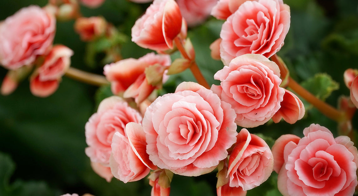 Begonia tubereux