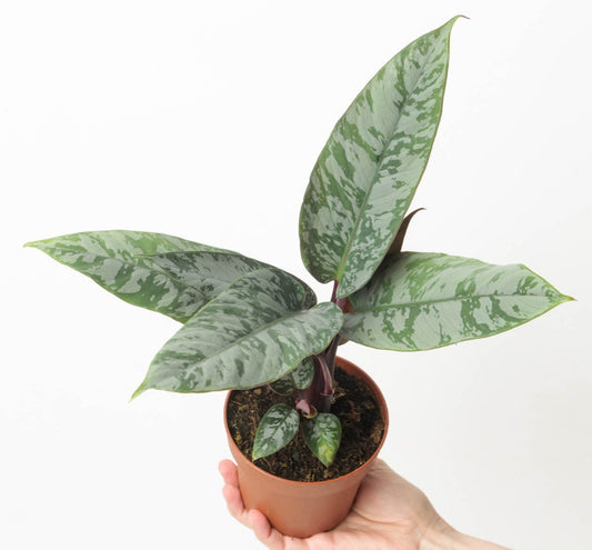 Apoballis acuminatissima