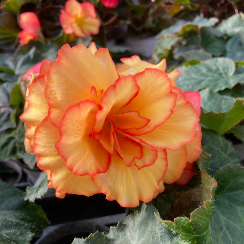 Begonia tubereux